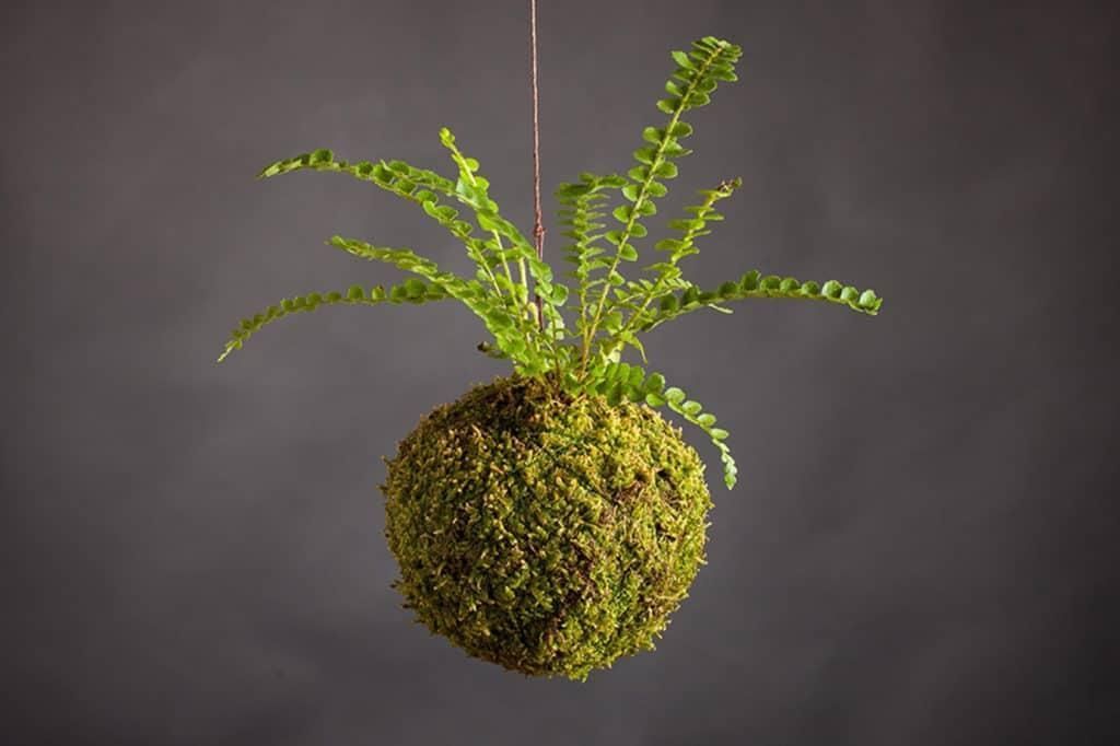 Kokedama Workshop