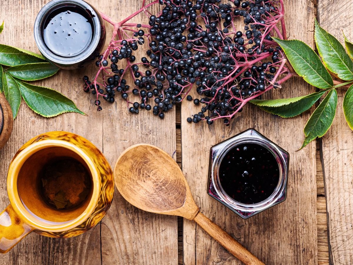 Elderberry Workshop: From Seed to Syrup