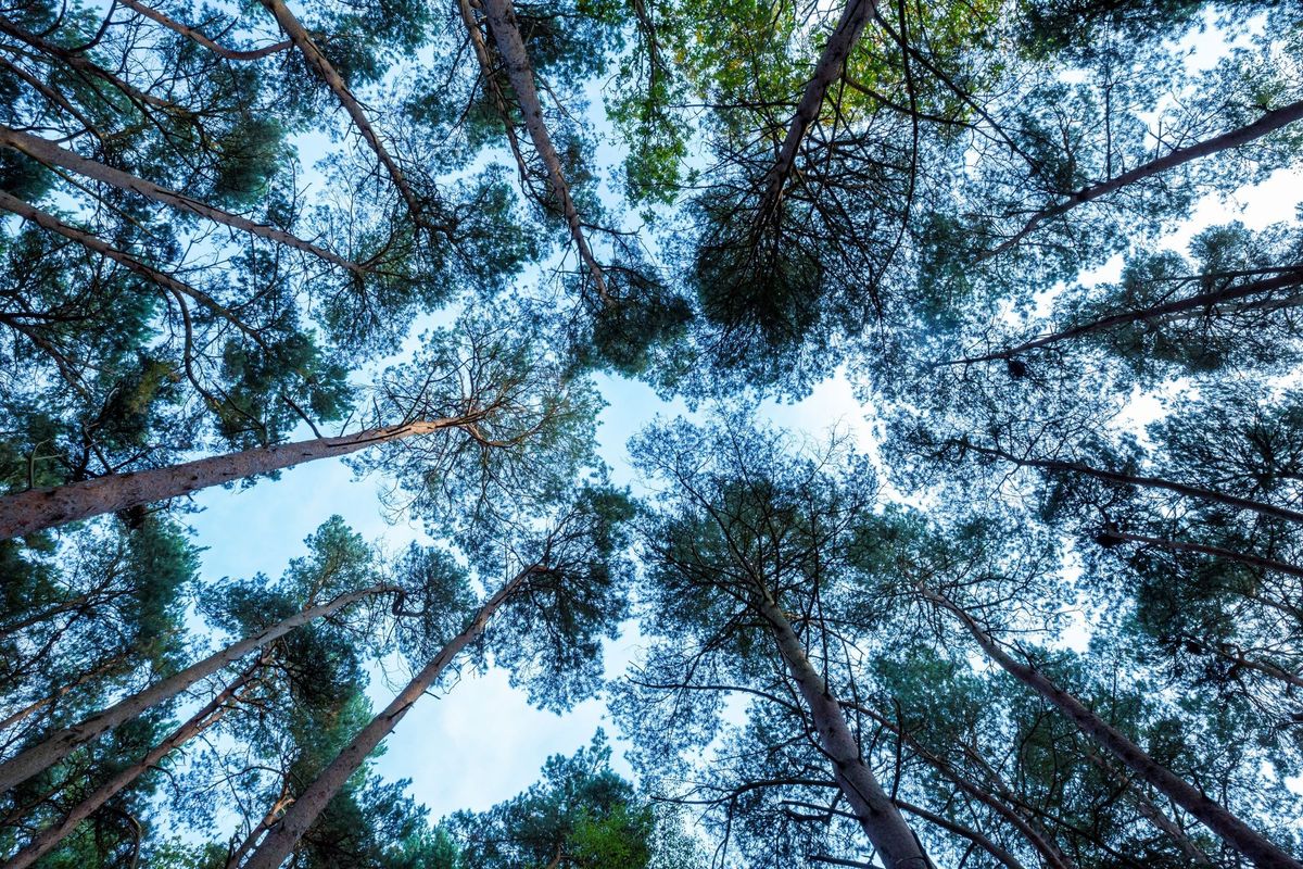 Late-summer Forest Bathe