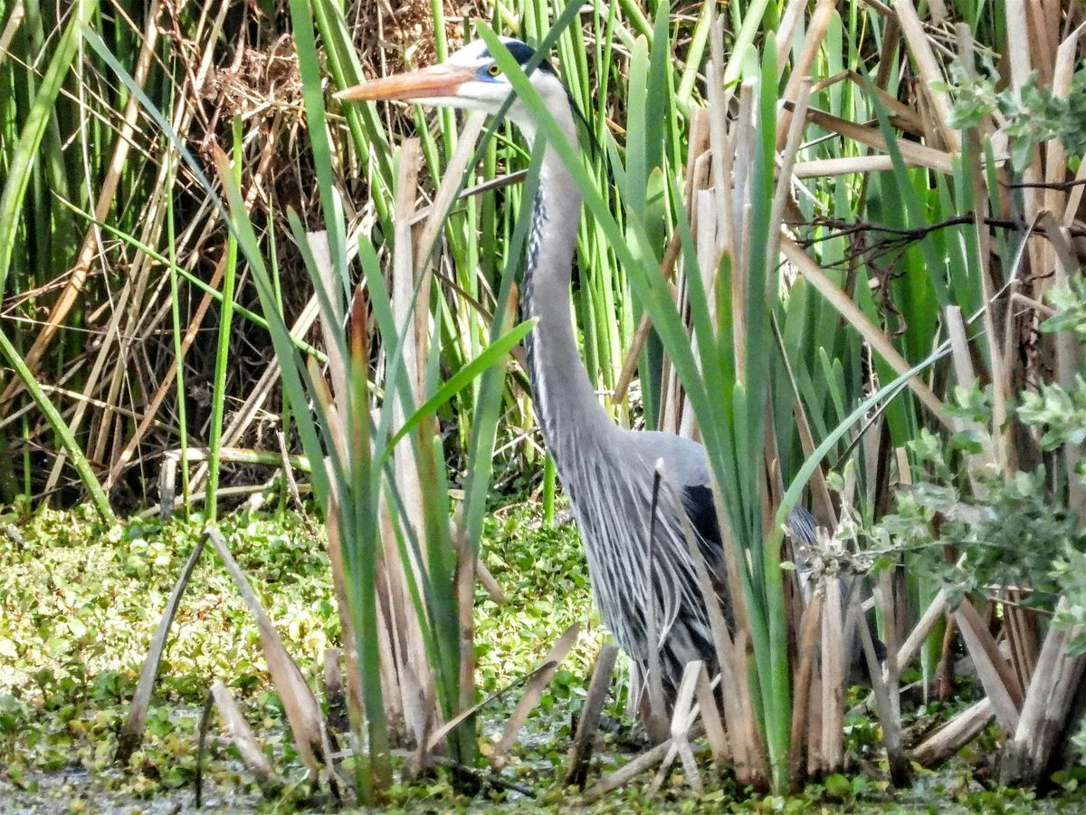 Birding Shadow Cliffs