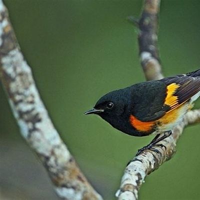 Kathie Wiley , Grand Traverse Audubon Club