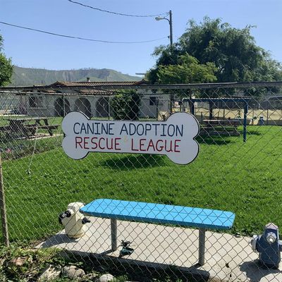 Canine Adoption and Rescue League (CARL)