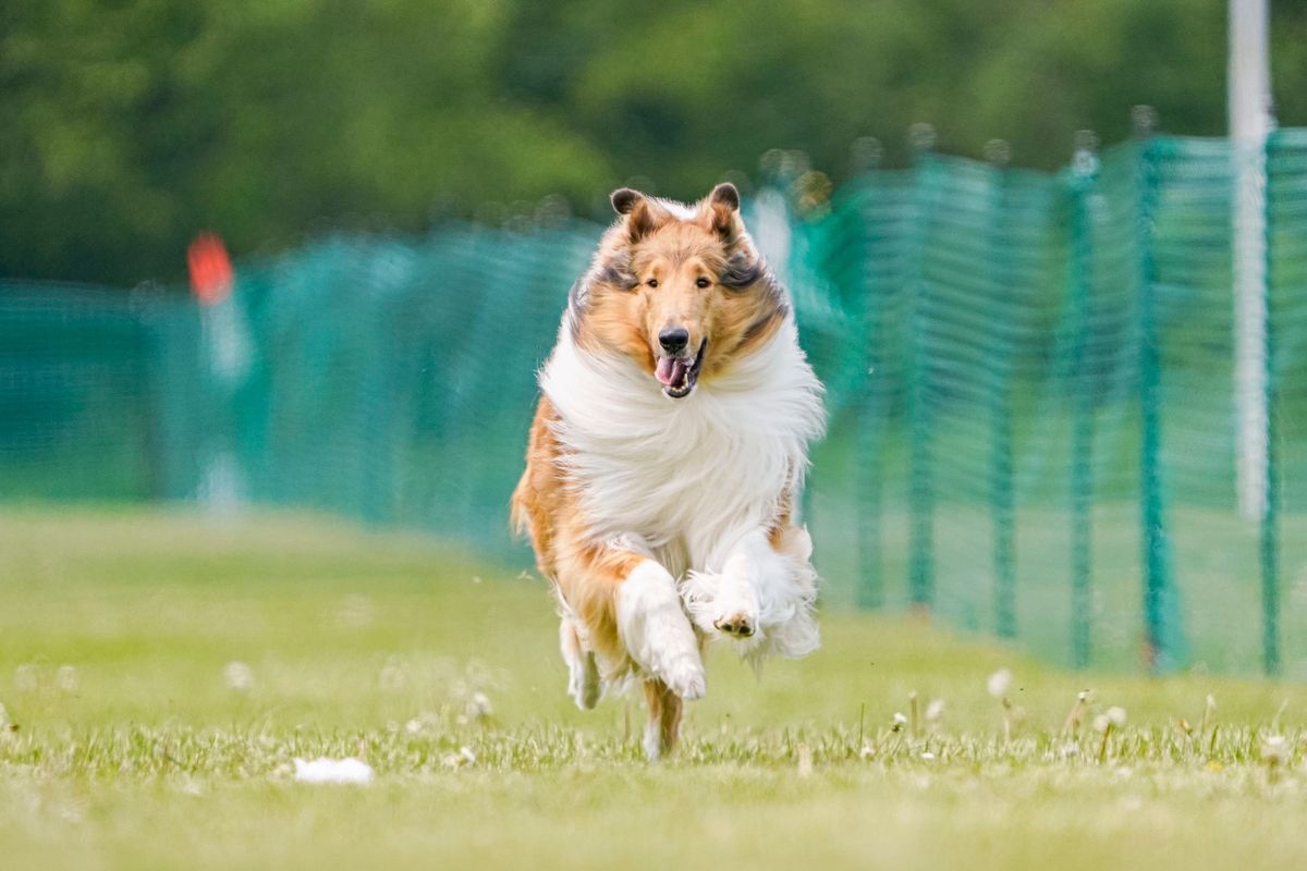 Waukesha Kennel Club Fast CAT Trials 2025