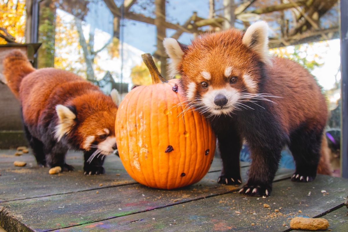 Pumpkin Stomp and Chomp 