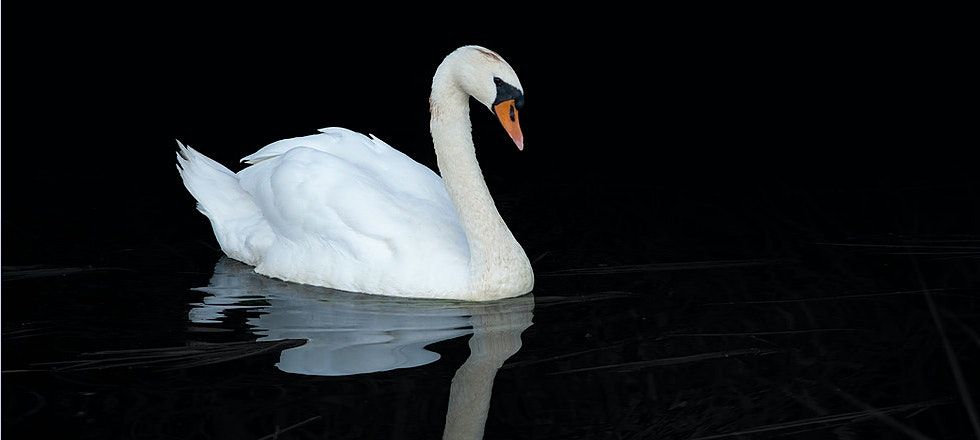 Swan Song; Guided Meditation with Sam