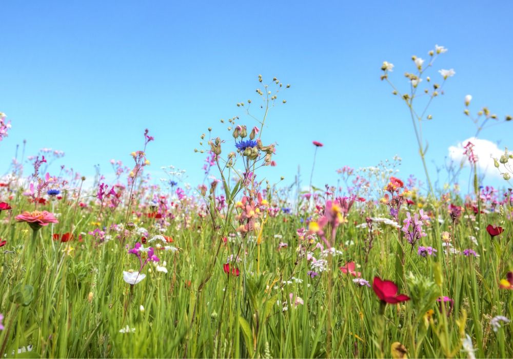 Give me a P! Perennials and Pollinator Plantings \u2013 The plants and the process