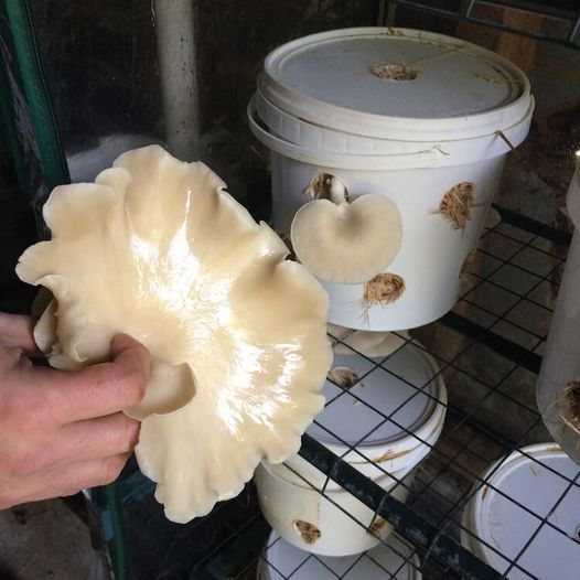 Grow Your Own Mushrooms! with Tim from Innermost Gardens.