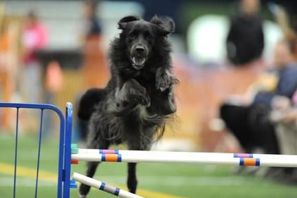 AKC Agility Trials sponsored by BDTA