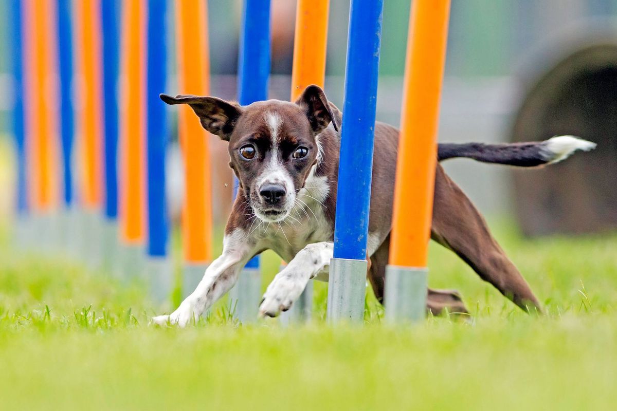 Agility Day! Happy Mother's Day! 