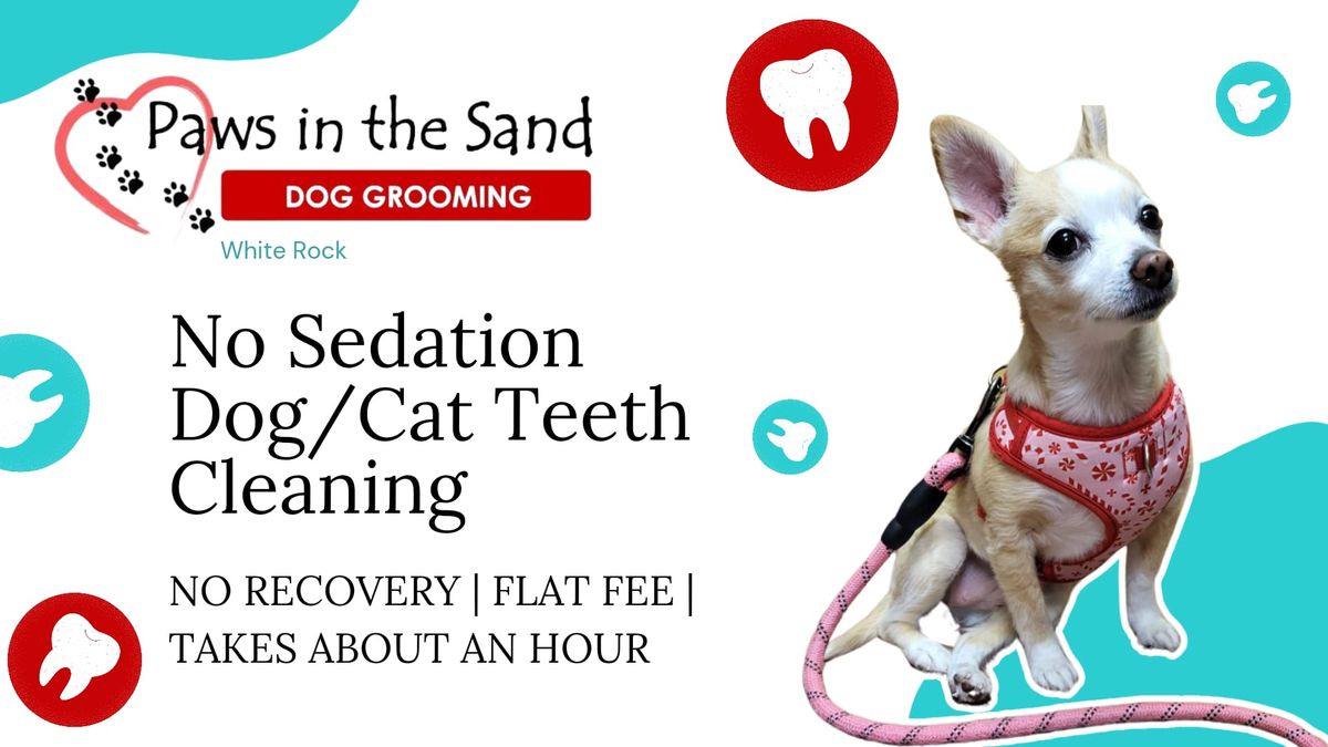Pet Teeth Cleaning Event - White Rock - Paws In The Sand