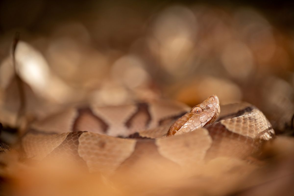 The Copperhead and other fascinating snakes of the Lowcountry