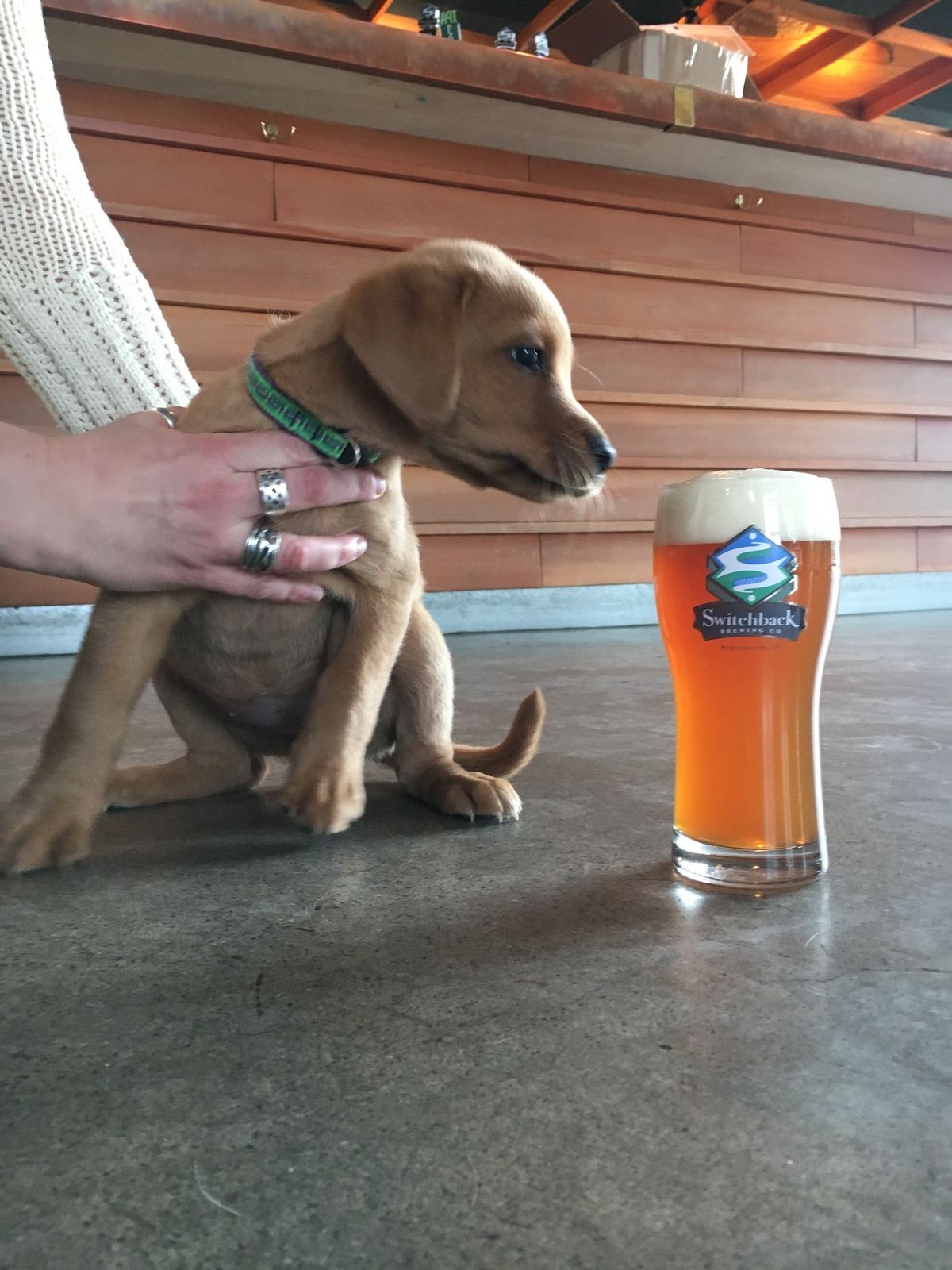 Pups & Pints at Switchback