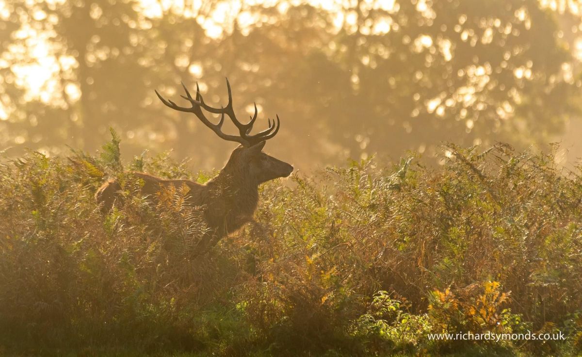 Golden Hour Photography walk at Bushy park, London