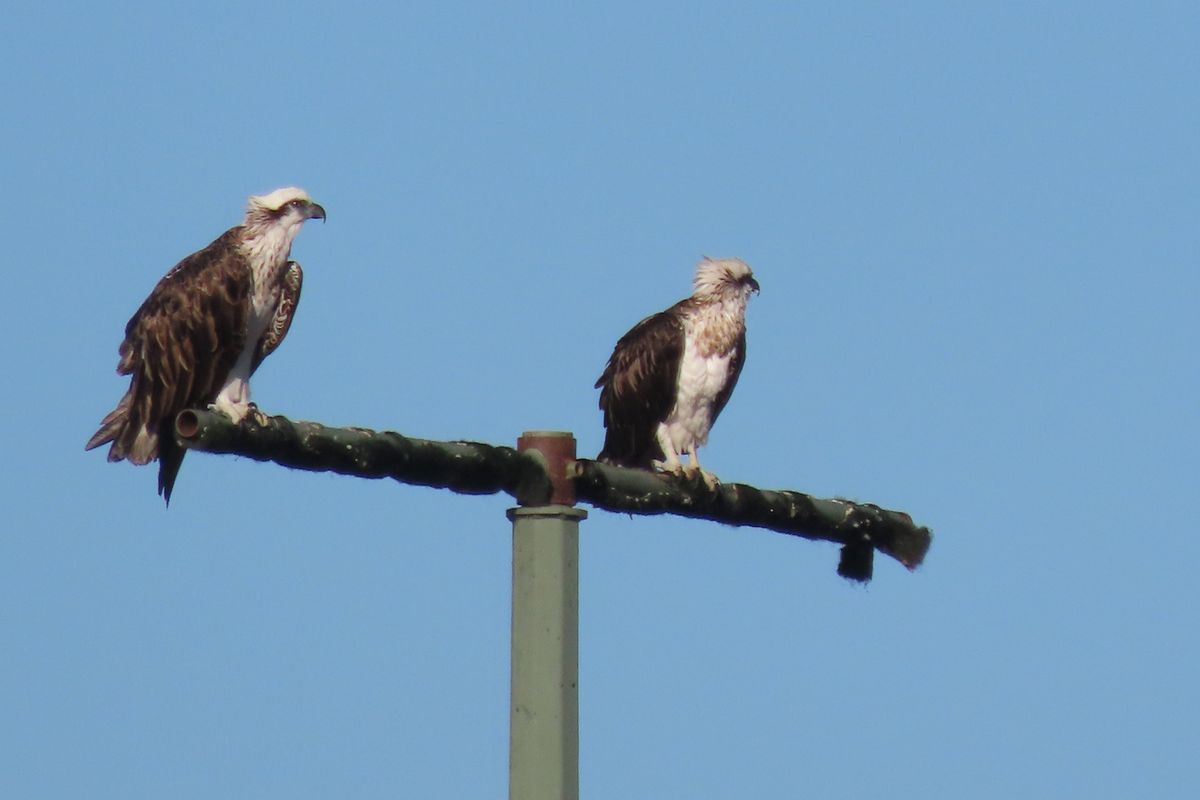 Birdwatching Walk at Alfred Cove