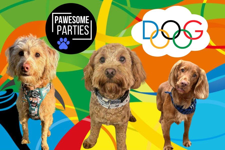 Inverness - Cockapoo\/Spaniel Doglympics Party