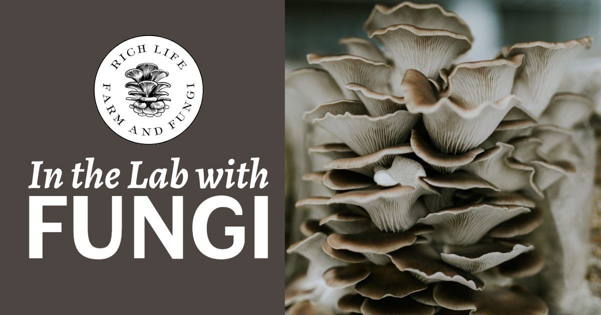 In the Lab with Fungi