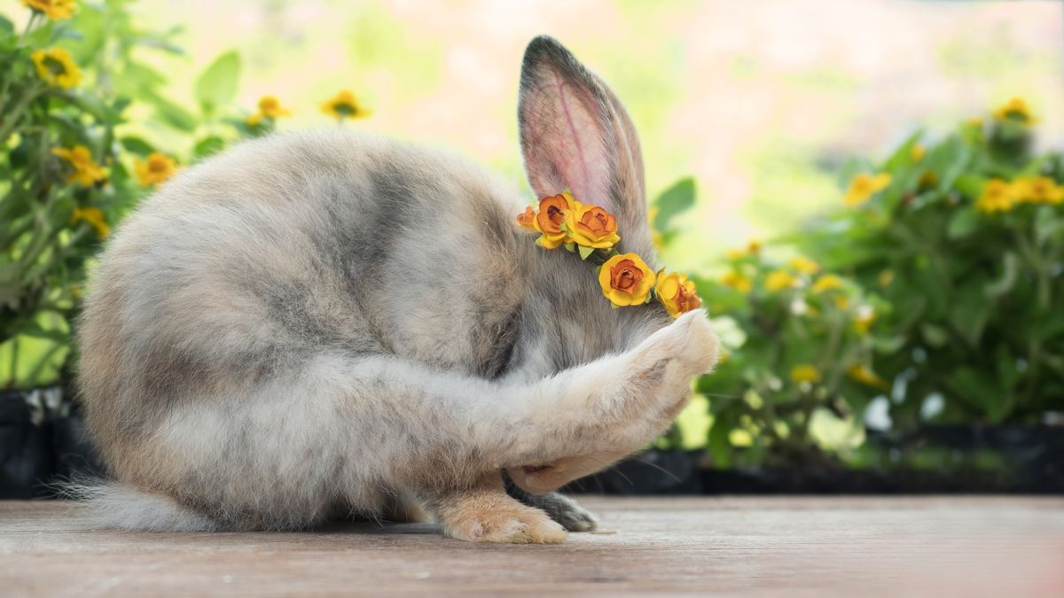 Bunny Yoga + Meditation