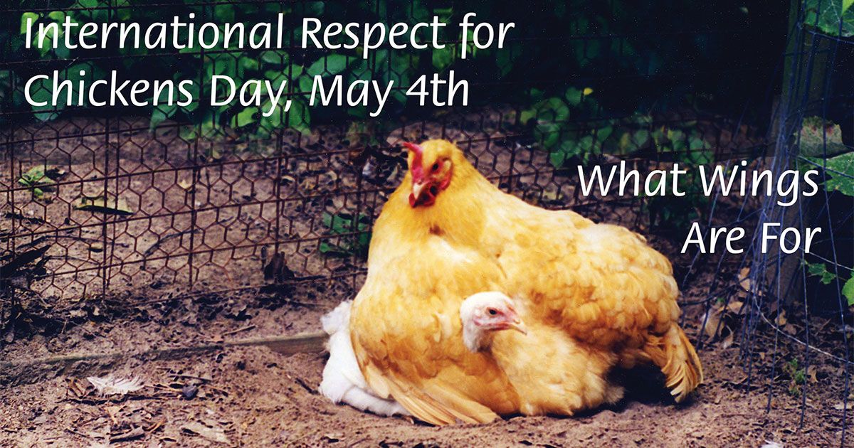 International Respect for Chickens Day 2024