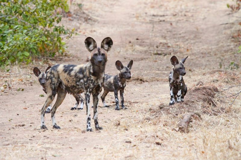 Dr. Greg Rasmussen and African Painted Dogs