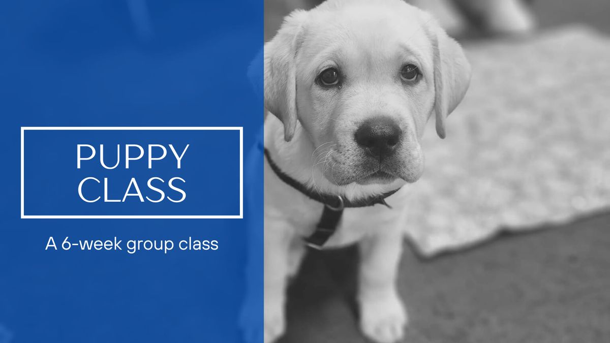 Puppy Group Class