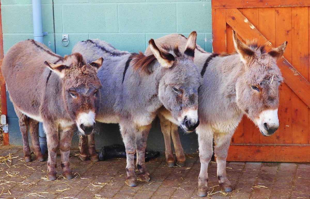 Wonkey Donkey Adoption Weekend