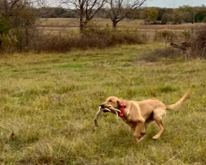 Shed Hunt Seminar & Training Day