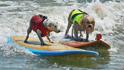 Dog Surfing Championships - Lori Wilson Park, Lori Wilson Park, Cocoa ...