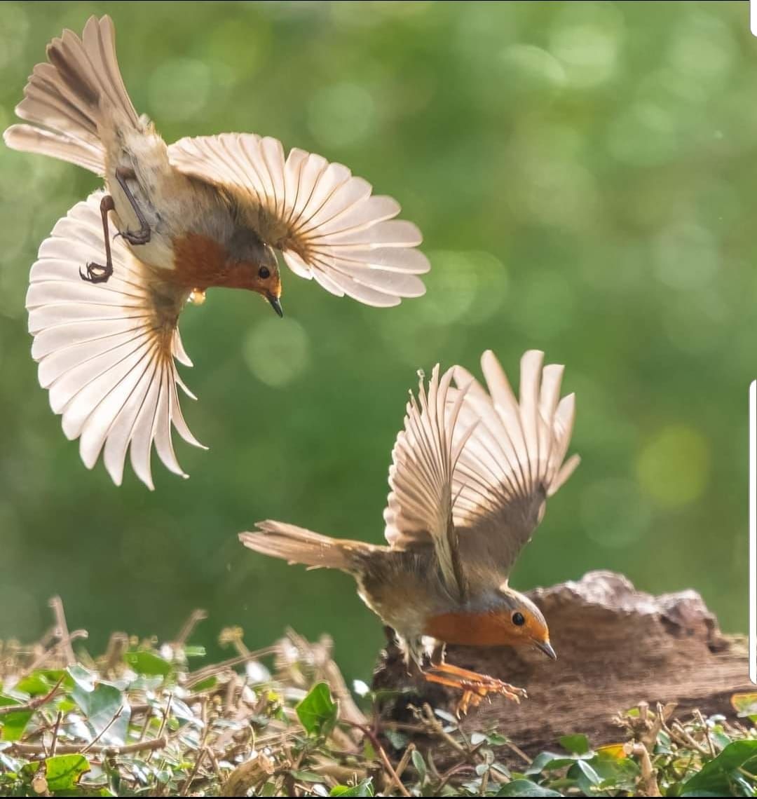 Wildlife Group: Andrew Fusek Peters - Garden Wildlife and wider