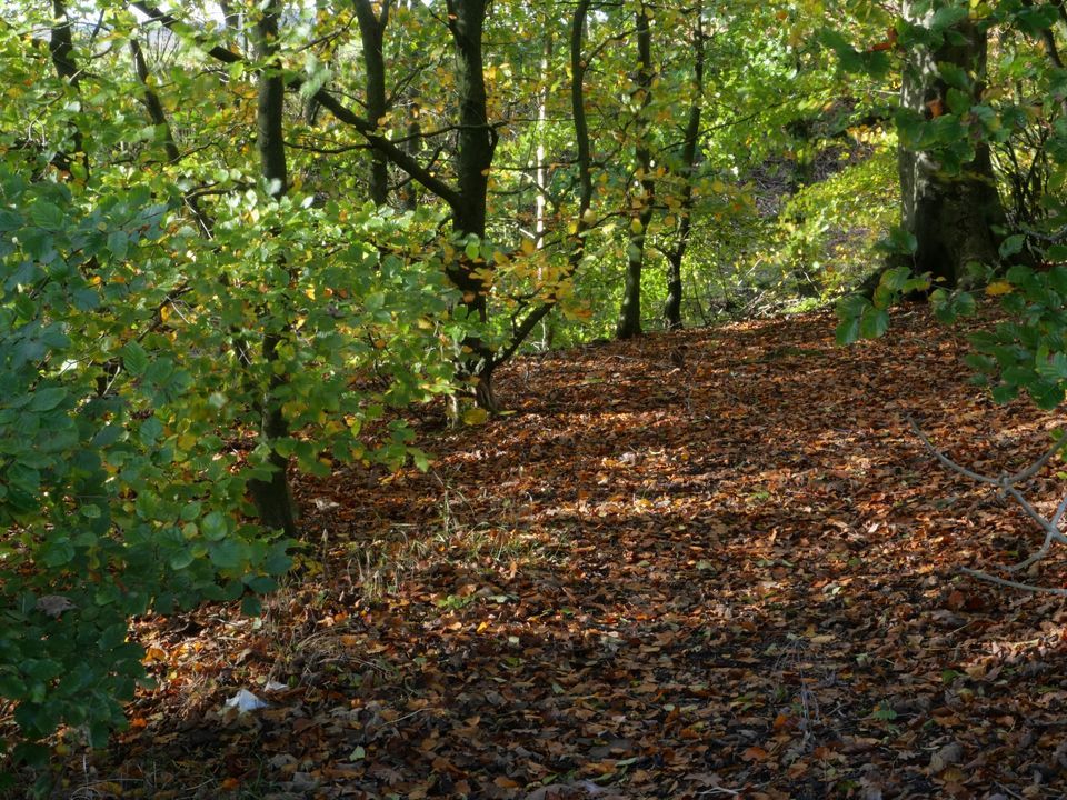 Wander, Wonder and Wellbeing Walk, Woodland Trust - Smithills Estate ...