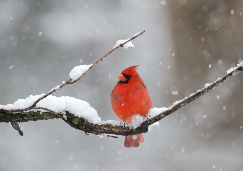 Build a Bird Feeder