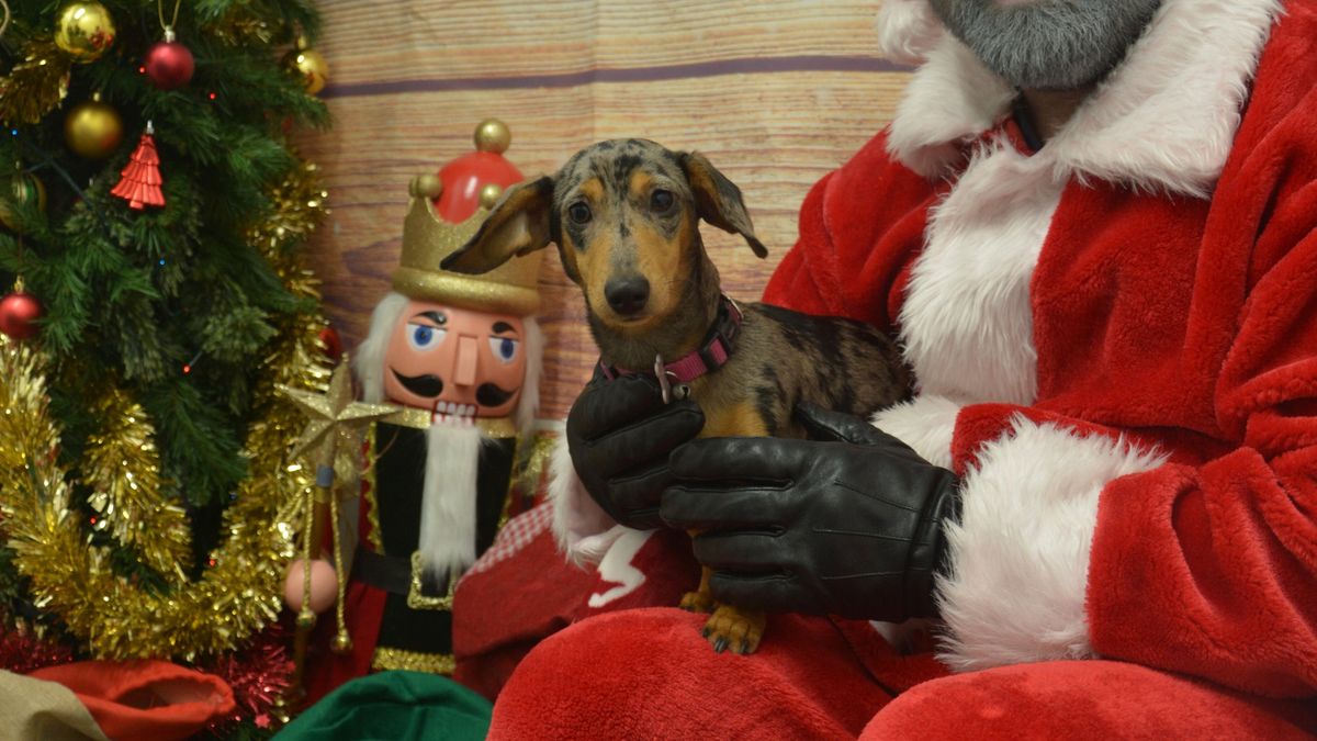 USPCA Santa Paws: Lisburn