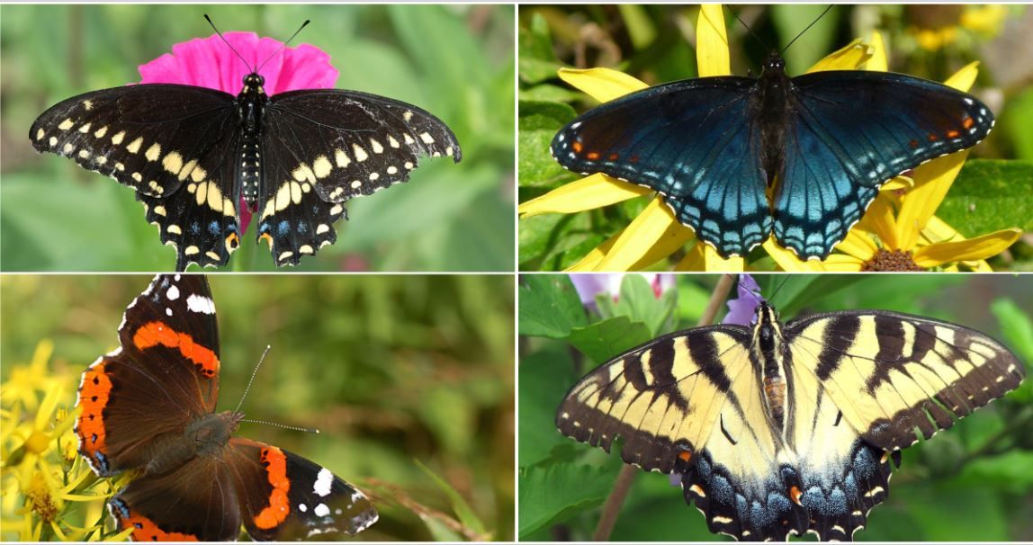 Butterfly Walk at Matthaei Botanical Gardens