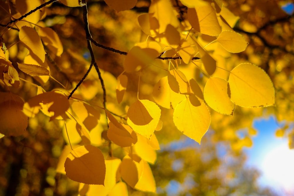 Golden Leaves Lunch