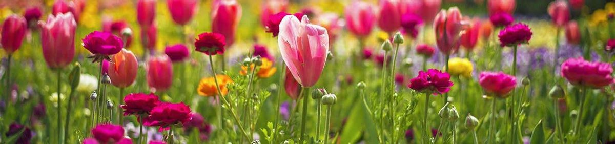 RHS Chelsea Flower Show - Friday Late Show Tickets