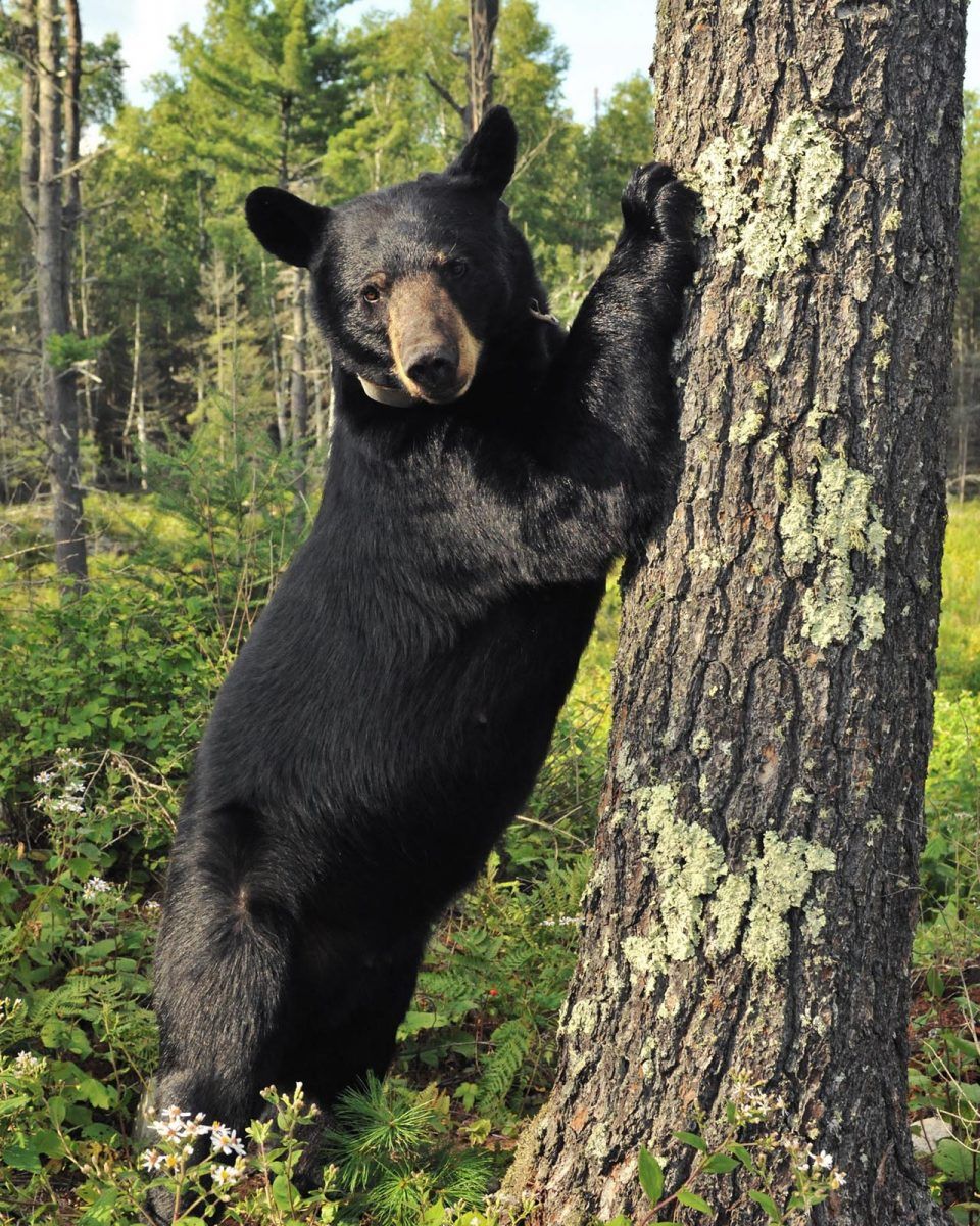 Homeschool Day: How Many Bears?