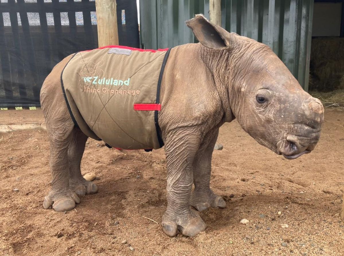 Saving Baby Rhinos Fundraiser