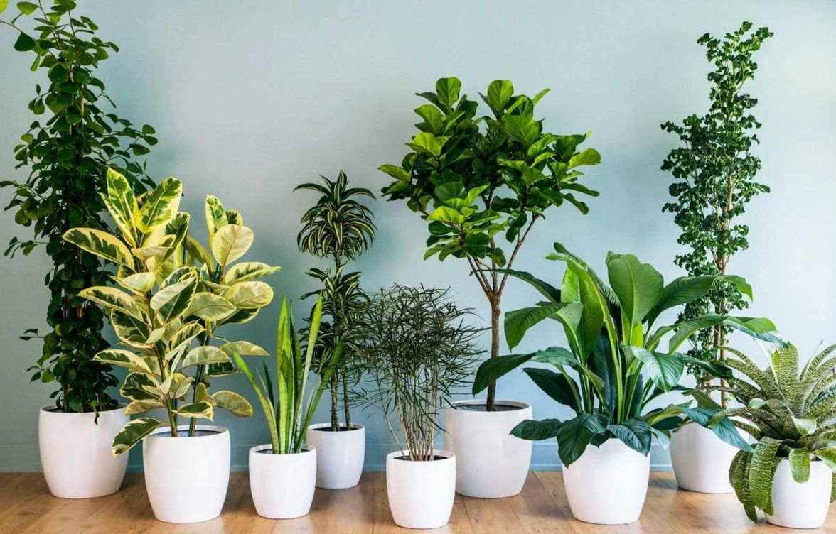 \ud83e\udeb4Houseplants 101 