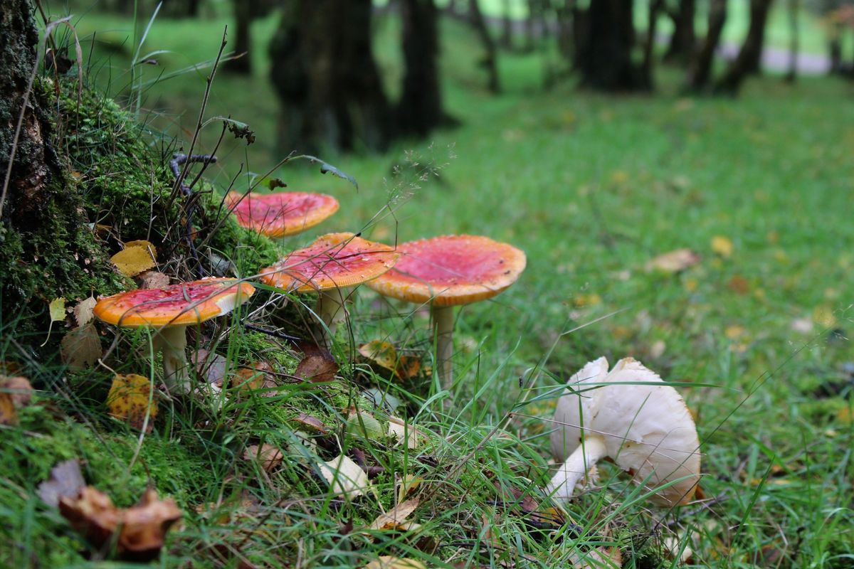 Introduction to Fungi Course