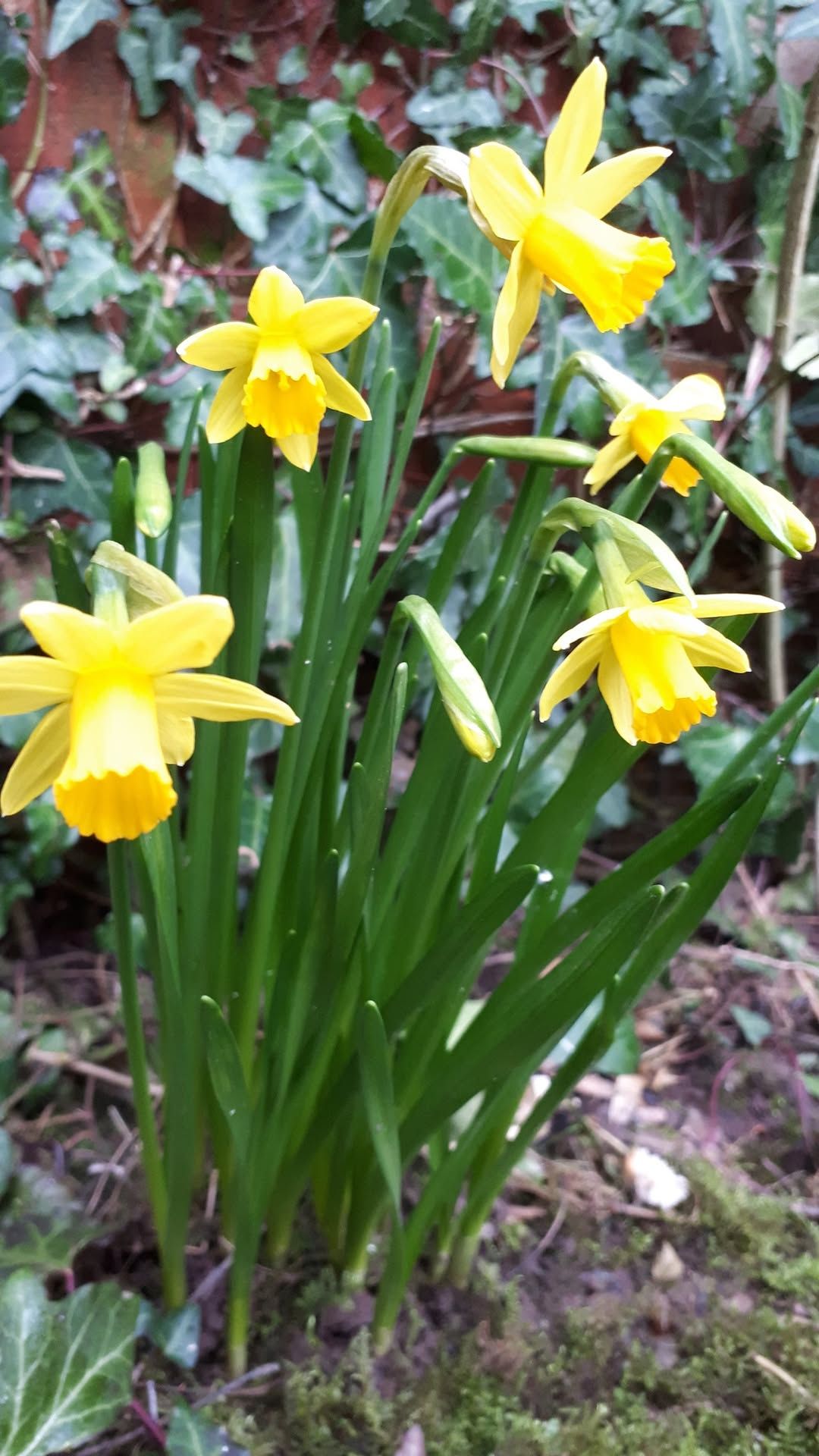 Spring Equinox Ceremony in person in the Wye Valley