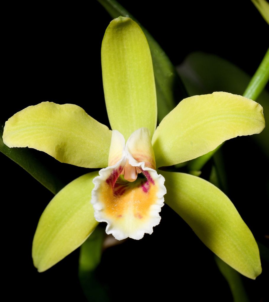 Building a Quality Cattleya Collection