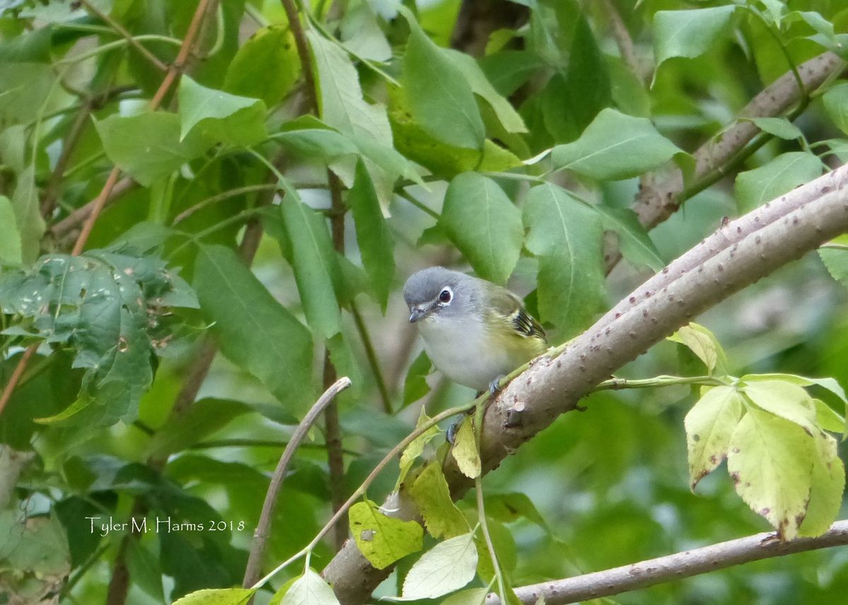 Birding Jefferson County Park