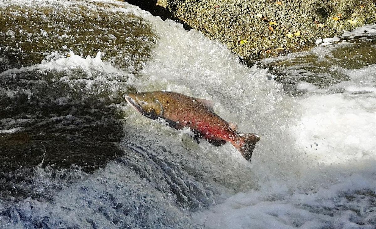 Salmon Watch on Los Gatos Creek  - Two Dates - Three Time Slots