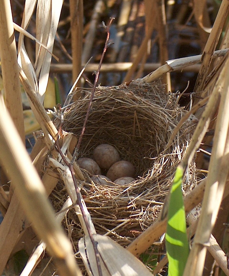 Nest