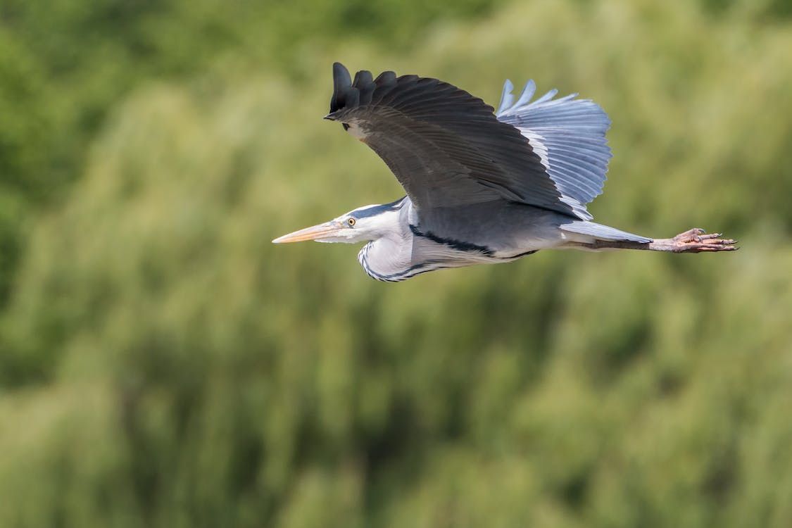 Free Monthly Guided Heron Walks