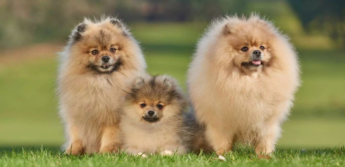 Calling all Pomeranians!!!!! We are having a Pom Pom Paw-ty!