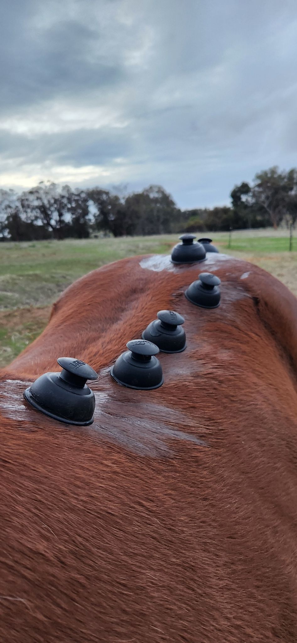 Equine Cupping and Trigger Points 