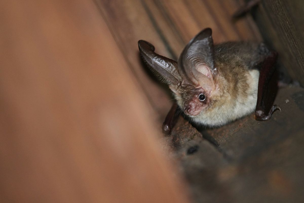 Evening Bat Talk and Walk in the Secret Garden, Wareham 