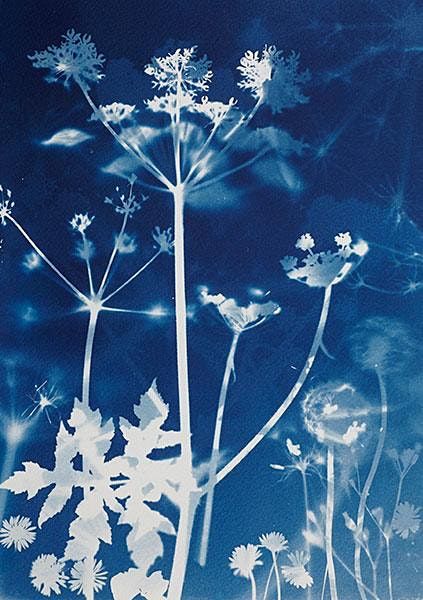 Intro to Cyanotype printing - Exeter Phoenix