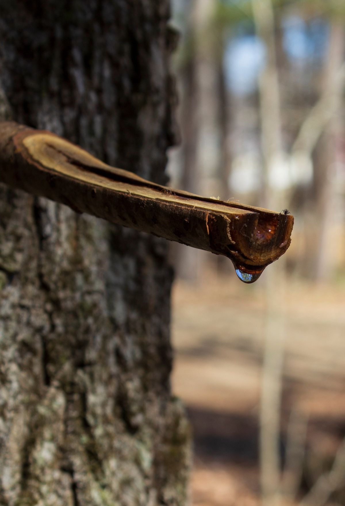 Home School Day - Maple Sugaring