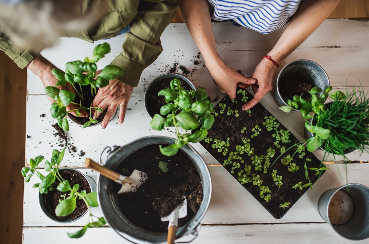 Growing Herbs Indoors Workshop